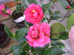 vignette Camellia 'Marpit'