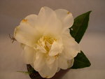 vignette Camellia 'Mary Costa', japonica