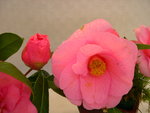 vignette Camellia 'Mary Phoebe Taylor', x williamsii