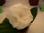 vignette Camellia 'Mathotiana Alba', japonica