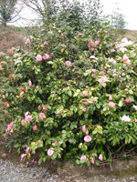 vignette Camellia 'Mathotiana Rosea', japonica
