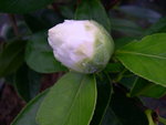 vignette Camellia 'Maui', japonica