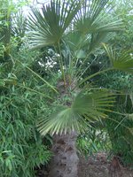 vignette Trachycarpus wagnerianus.
