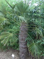 vignette Trachycarpus fortunei var. wagnerianus. Palmier miniature de Chusan.