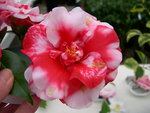 vignette Camellia 'Midnight Variegated', japonica