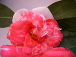 vignette Camellia 'Mikenjaku', japonica