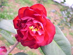 vignette Camellia 'Miss Tulare', reticulata