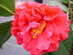 vignette Camellia 'Miss Tulare', reticulata