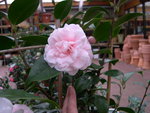 vignette Camellia 'Madame Cormerais-Bahuaud', japonica