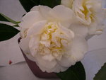 vignette Camellia 'Madame Henri Cormerais', japonica