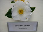 vignette Camellia 'Madame Lourmand', japonica