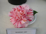 vignette Camellia 'Modern Art', japonica