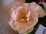 vignette Camellia 'Mrs D. W. Davis', japonica
