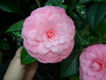 vignette Camellia 'Mrs Tingley', japonica