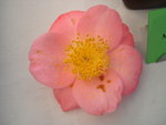 vignette Camellia 'My Darling', japonica