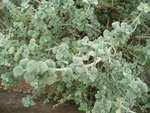 vignette Ballota pseudodictamnus / Lamiaceae / Crète
