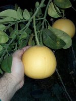 vignette Citrus maxima type tahiti ( acide)
