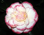 vignette Camélia ' MARGARET DAVIS ' camellia japonica