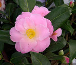 vignette Camellia 'Nicky Crisp', hybride
