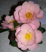 vignette Camellia 'Nicky Crisp', hybride