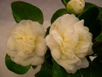 vignette Camellia 'Nobilissima', japonica