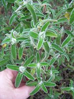 vignette Phlomis longifolia var. balainica