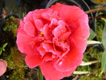 vignette Camellia 'Nuccio's Ruby', reticulata