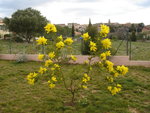 vignette Mimosa en fleurs - Acacia dealbata var . gaulois astier