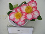vignette Camellia 'Okan', japonica de Higo