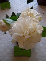 vignette Camellia 'Onetia Holland', japonica