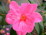 vignette Camellia 'Our Betty Variegated', hybride