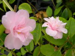 vignette Camellia 'Our Melissa', hybride