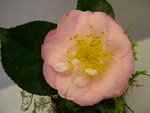 vignette Camellia 'Patricia Ann', japonica