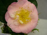 vignette Camellia 'Patricia Ann', japonica