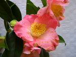 vignette Camellia 'Paul Plantiveau', japonica
