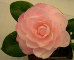 vignette Camellia 'Pearl Maxwell', japonica