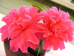 vignette Camellia 'Pink Dahlia', williamsii
