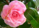 vignette Camellia 'Pink Diddy', japonica