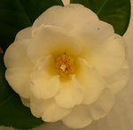 vignette Camellia 'Polar Bear', japonica