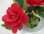 vignette Camellia 'Portuense', japonica