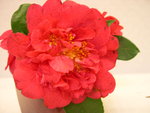 vignette Camellia 'Premier', japonica