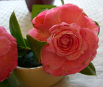 vignette Camellia 'Preston Rose', japonica