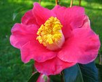 vignette Camélia ' SPRING'S PROMISE ' camellia japonica