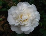 vignette Camélia ' DUCHESSE DECAZES  White 'Camellia japonica