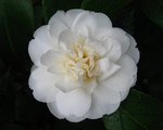 vignette Camélia ' DUCHESSE DECAZES  White 'Camellia japonica