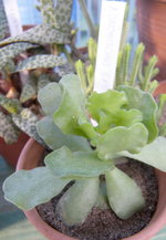 vignette adromischus cristatus