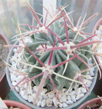 vignette ferocactus latispinus