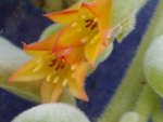 vignette echeveria pulvinata X frosty fleurs 1