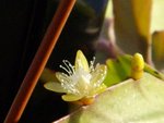 vignette rhipsalis pachyptera  pachyptera fleurs 1