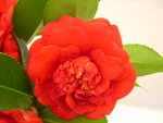 vignette Camellia 'R. L. Wheeler', japonica